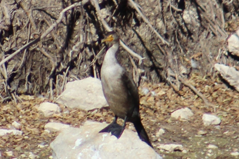 Double-crested Cormorant - Adair Bock