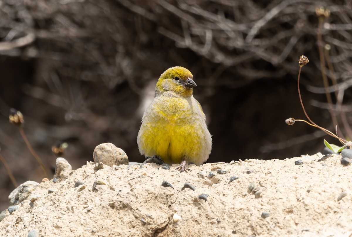 Patagonian Yellow-Finch - ML612772828