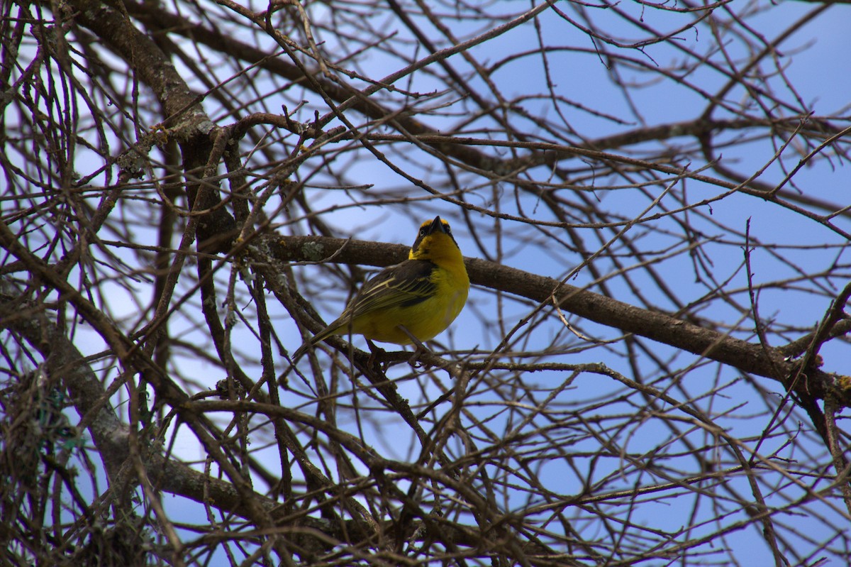 Baglafecht Weaver - ML612772886