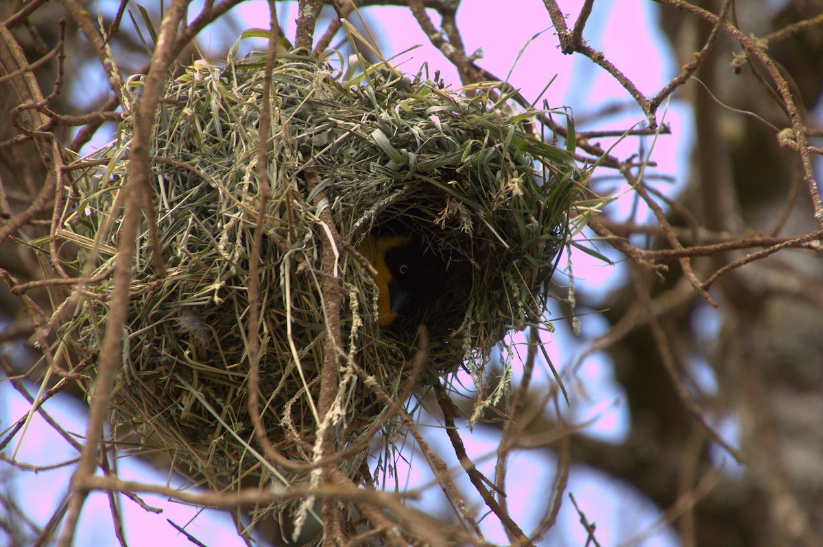 Baglafecht Weaver - ML612772903