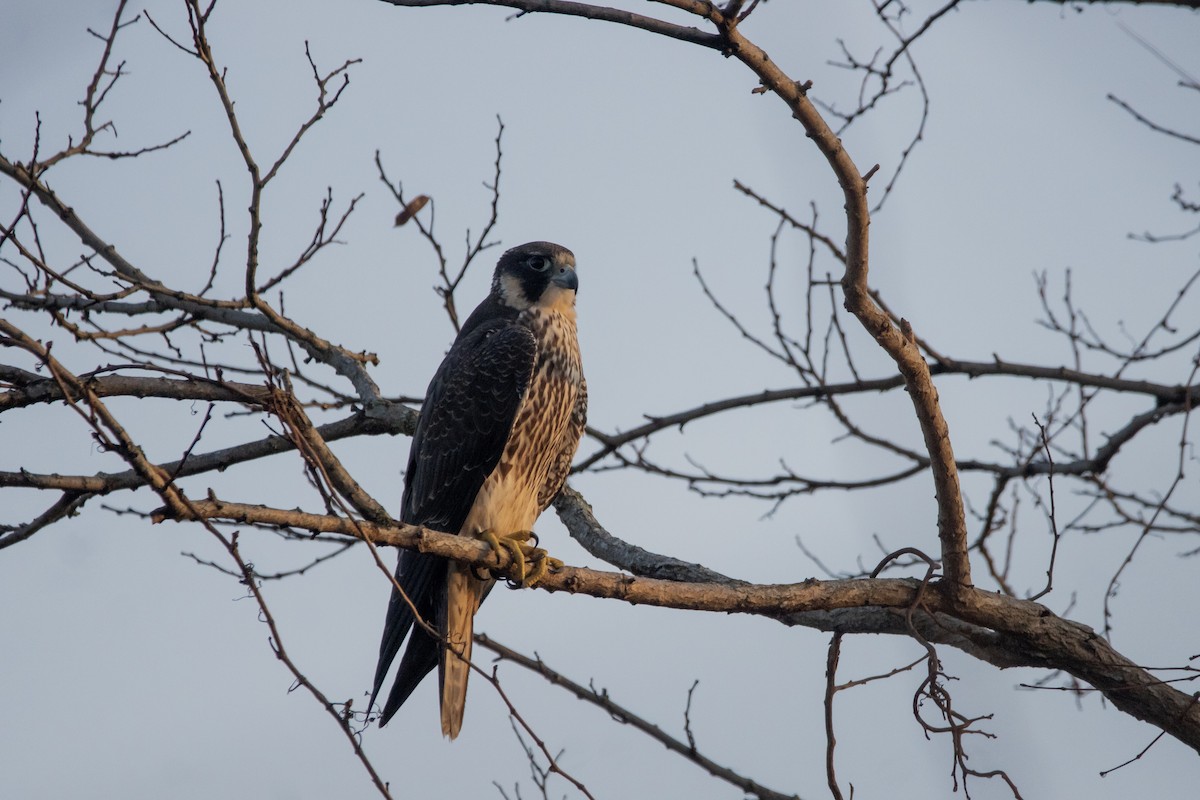 Peregrine Falcon - ML612772907