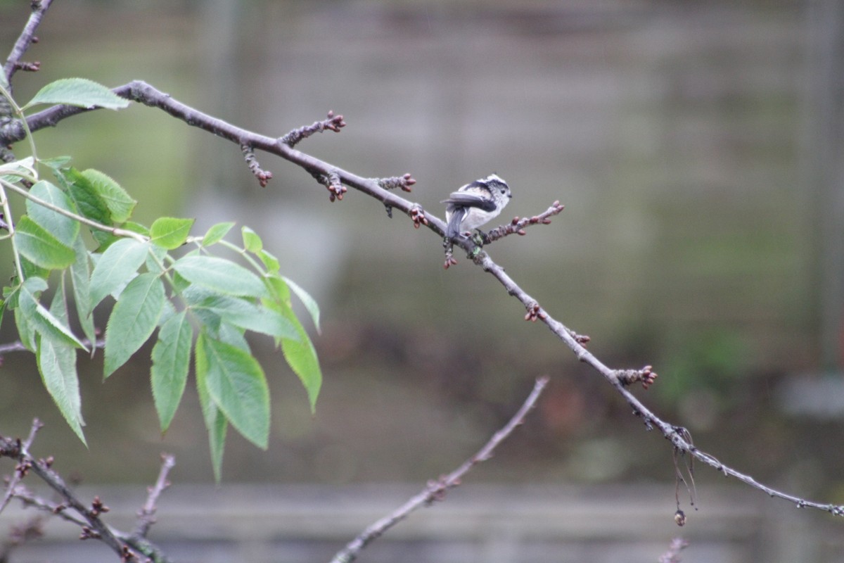 Long-tailed Tit (europaeus Group) - ML612772954