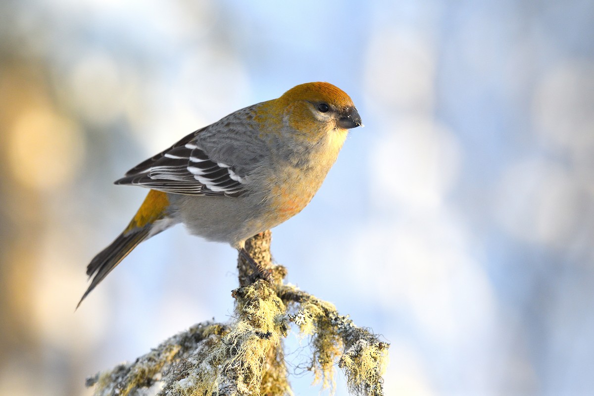 Pine Grosbeak - Timothy Piranian