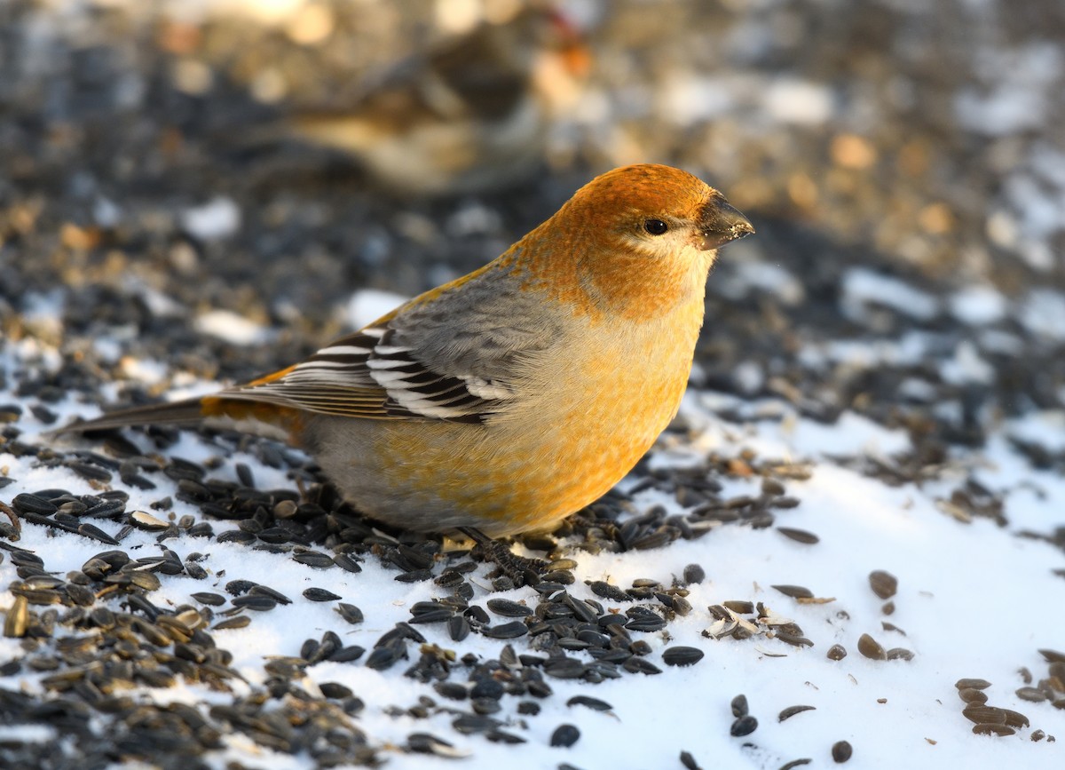 Pine Grosbeak - Timothy Piranian