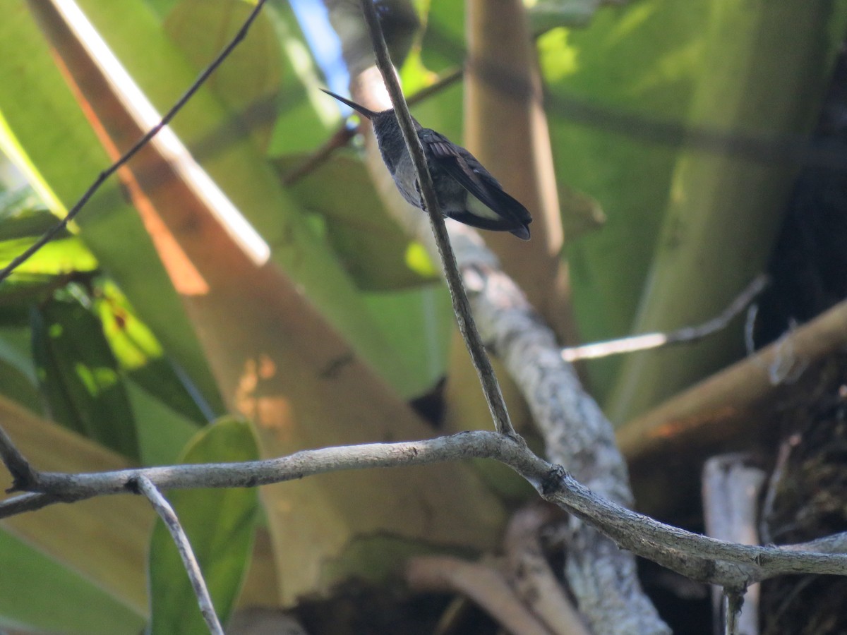Blue-chested Hummingbird - ML612773061