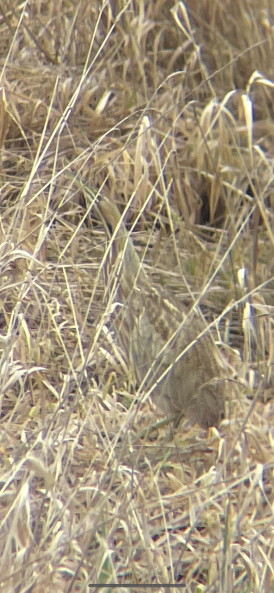 American Bittern - ML612773069