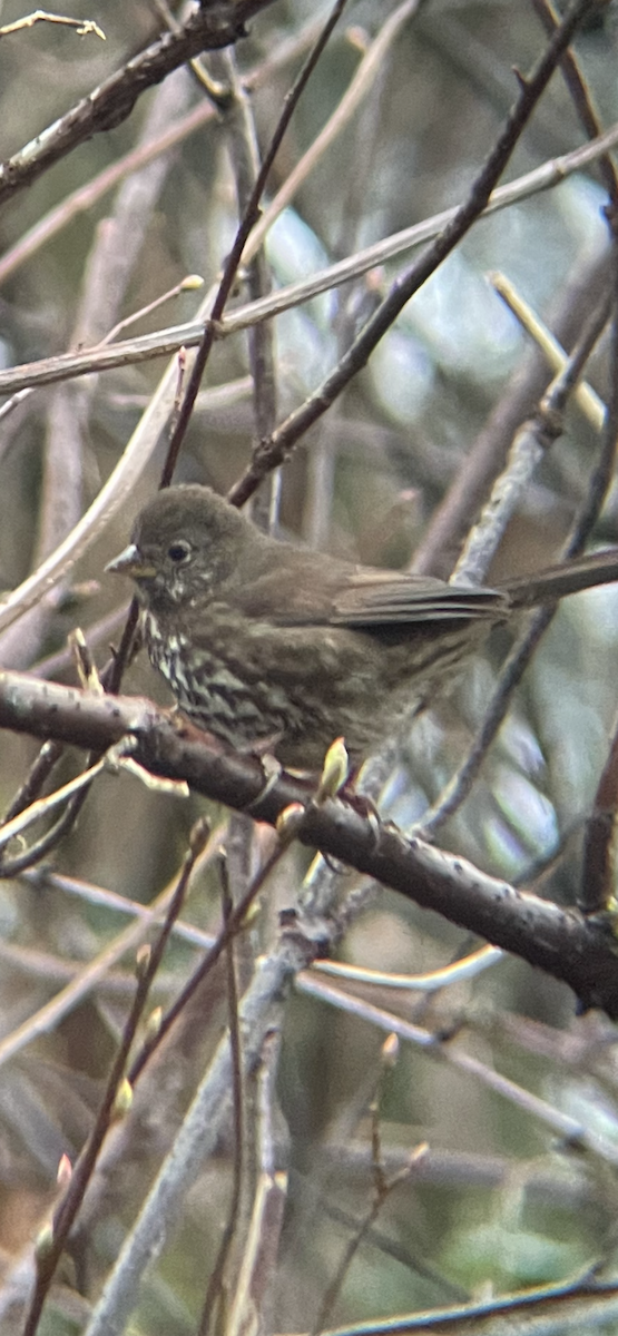 Fox Sparrow - ML612773105