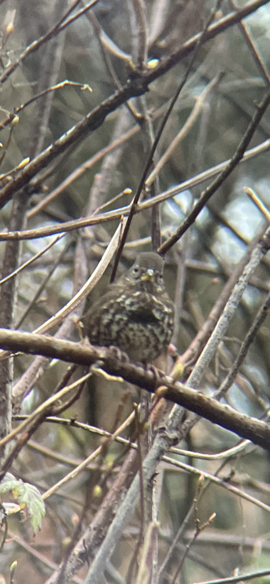 Fox Sparrow - ML612773106