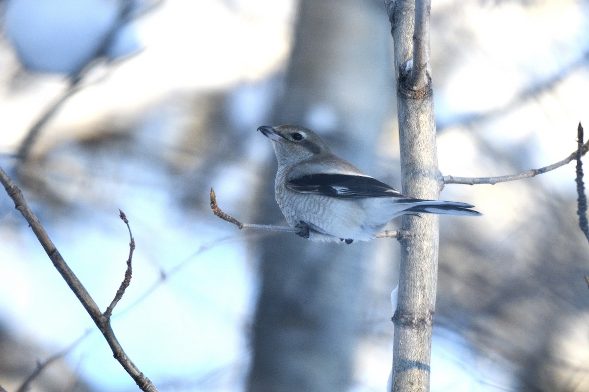 Northern Shrike - ML612773107