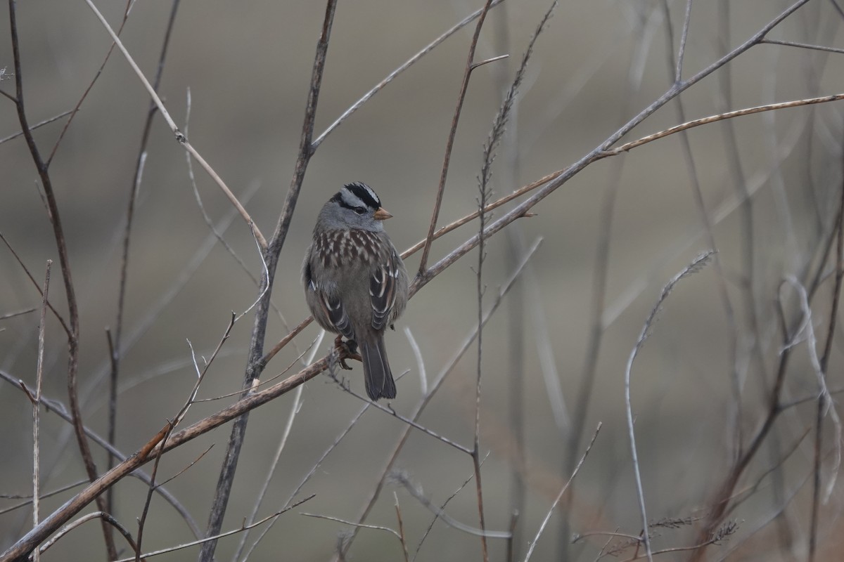White-crowned Sparrow - ML612773115