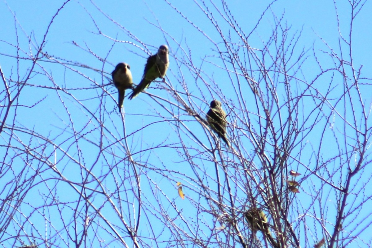 Monk Parakeet (Monk) - ML612773153