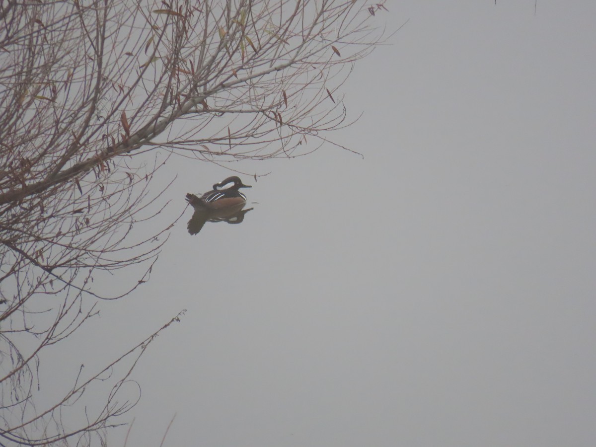 Hooded Merganser - ML612773179