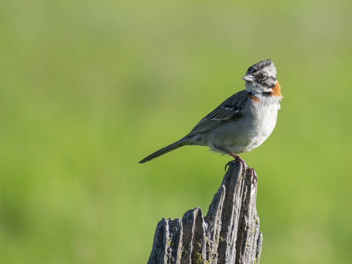 Rufous-collared Sparrow - Daniela Diaz