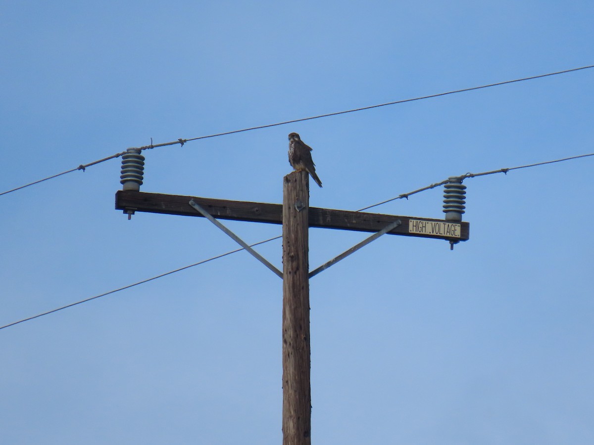 Prairie Falcon - ML612773202