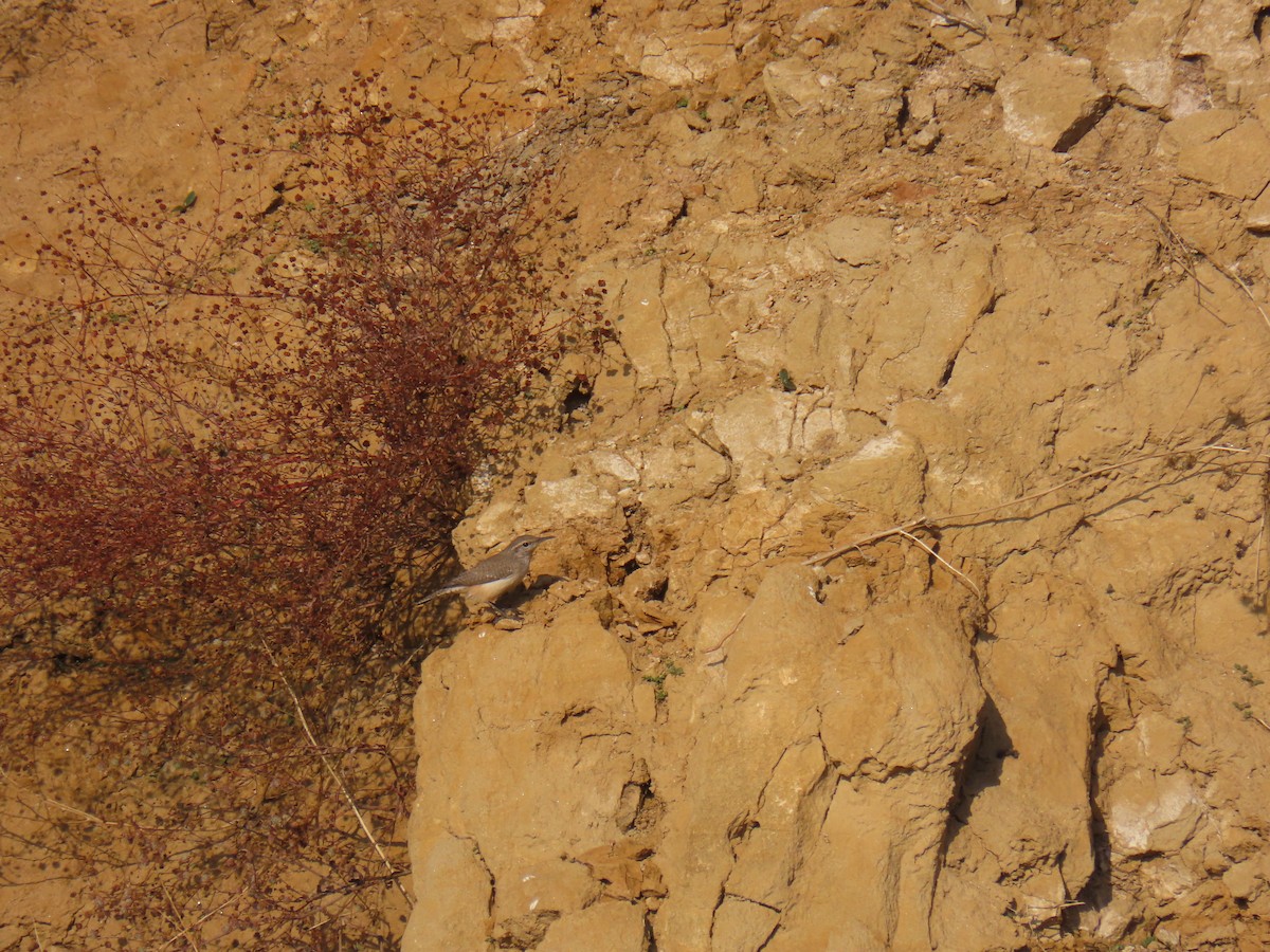 Rock Wren - ML612773220