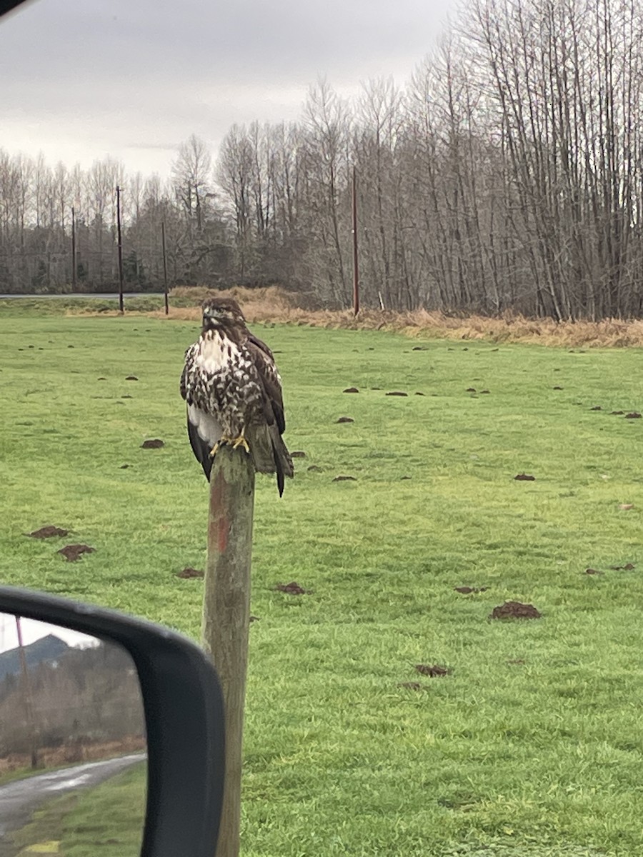 Red-tailed Hawk - ML612773225
