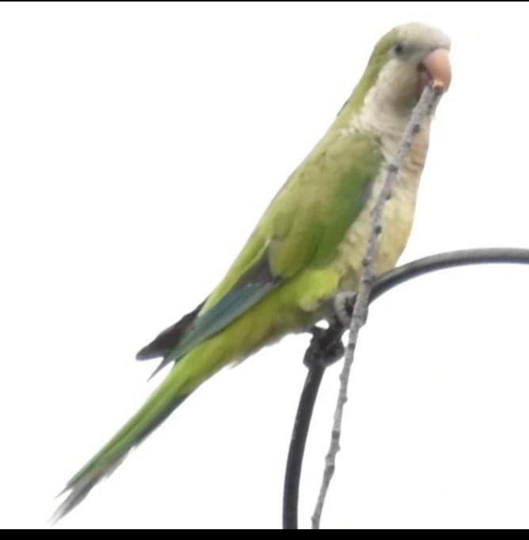 Monk Parakeet - ML612773245