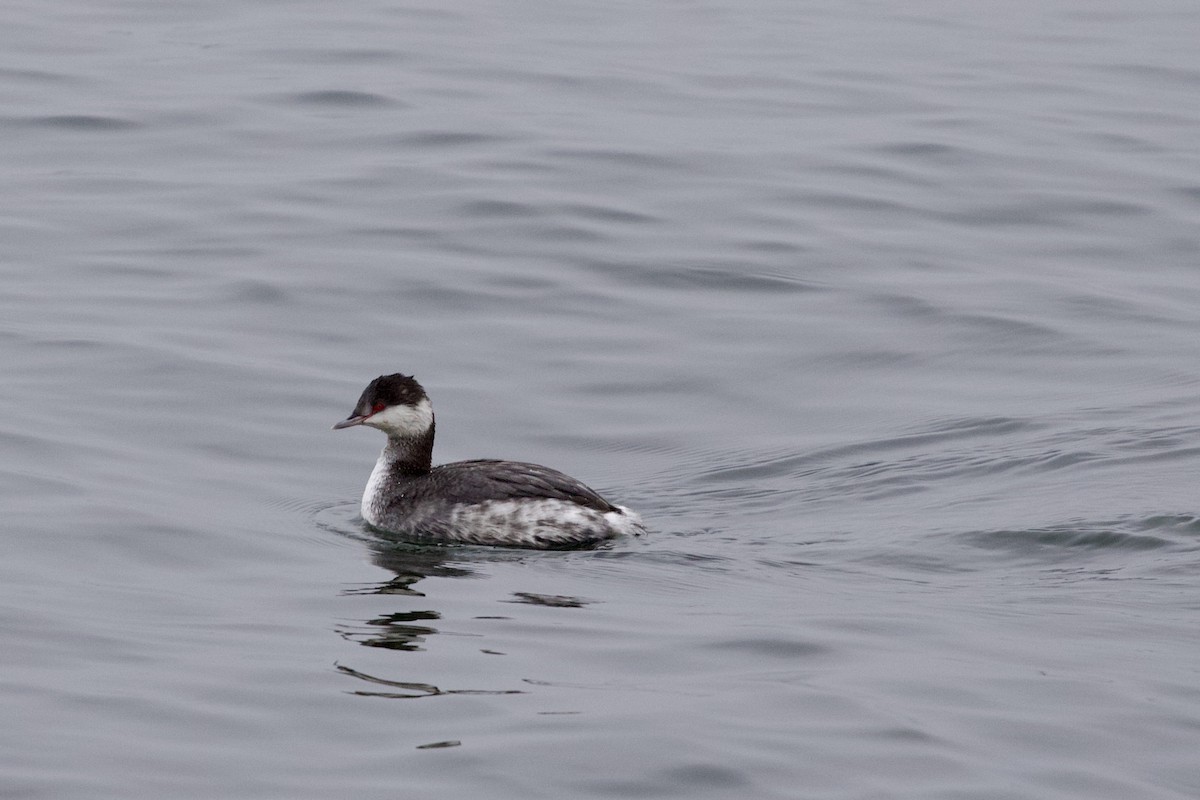 Horned Grebe - ML612773340