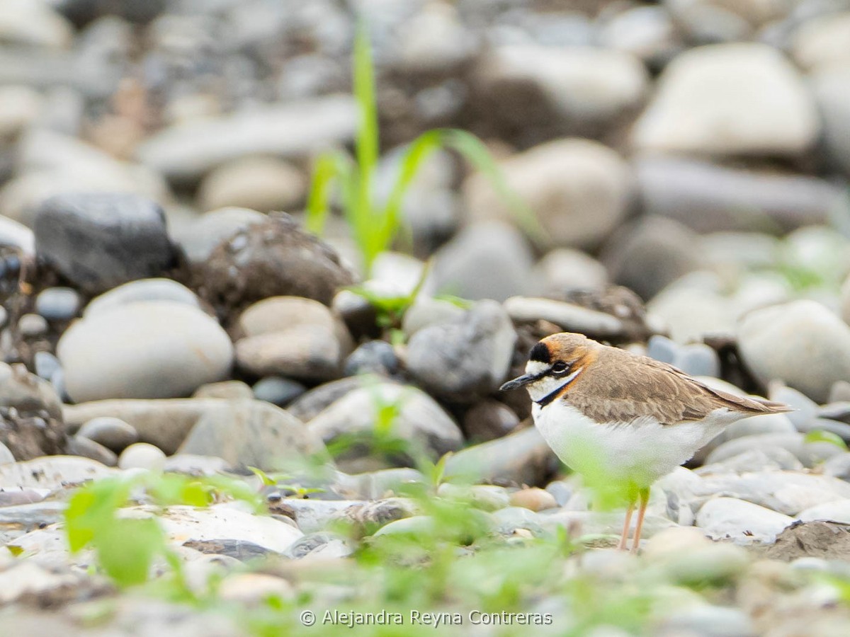 Collared Plover - ML612773349