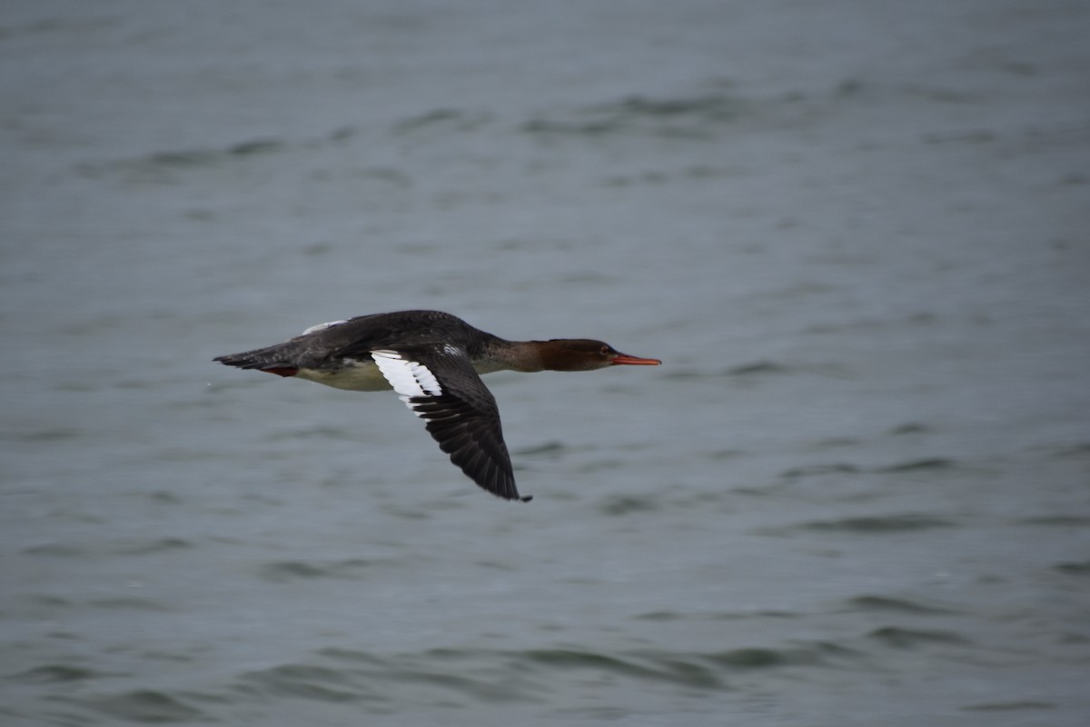 Red-breasted Merganser - ML612773366