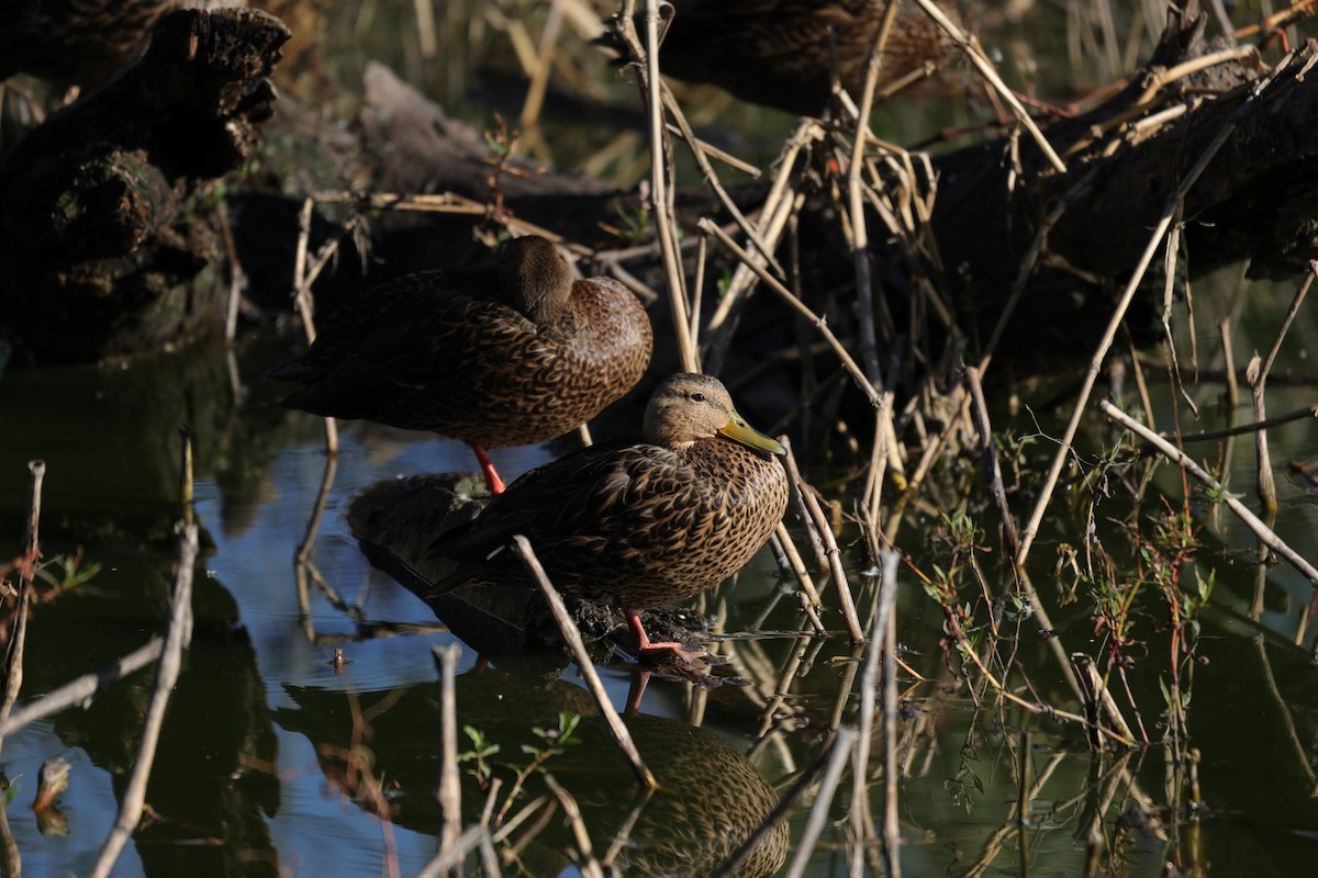 Mexican Duck - ML612773406