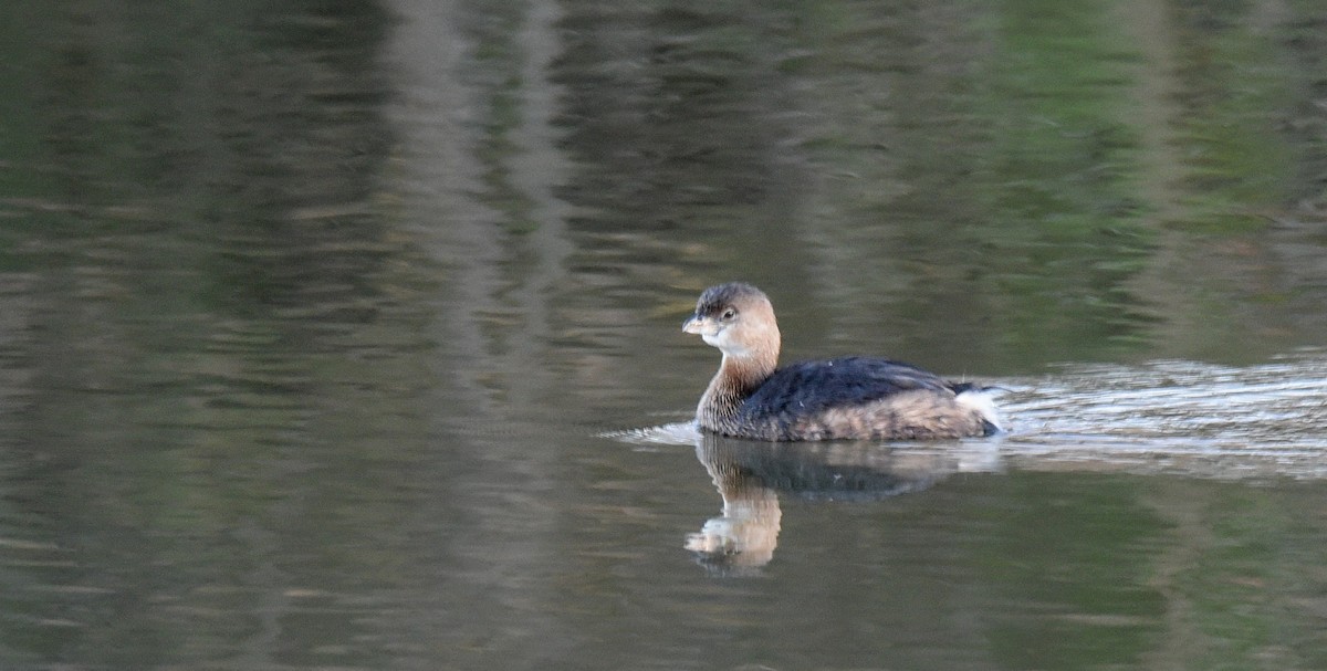 Pied-billed Grebe - ML612773437