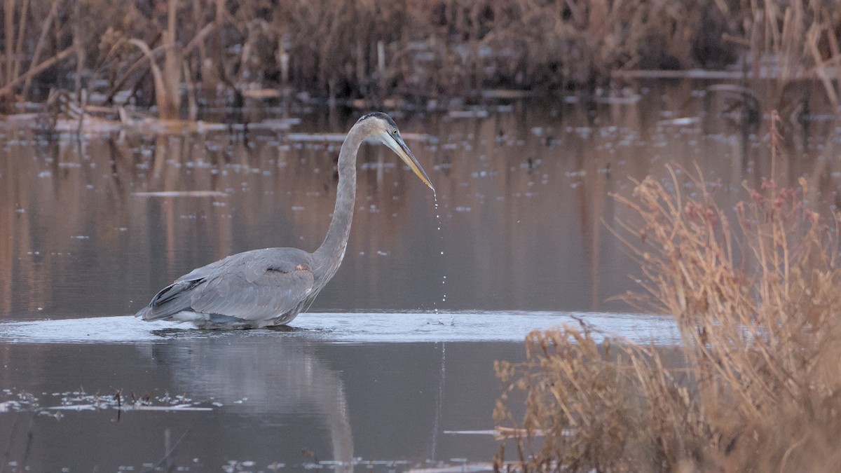 Great Blue Heron - Robert Howard