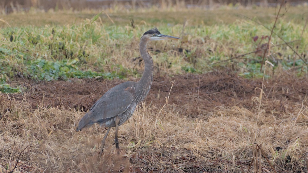 Great Blue Heron - ML612773442