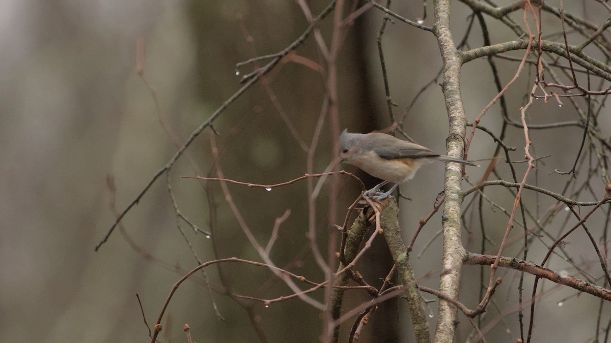 Tufted Titmouse - ML612773513