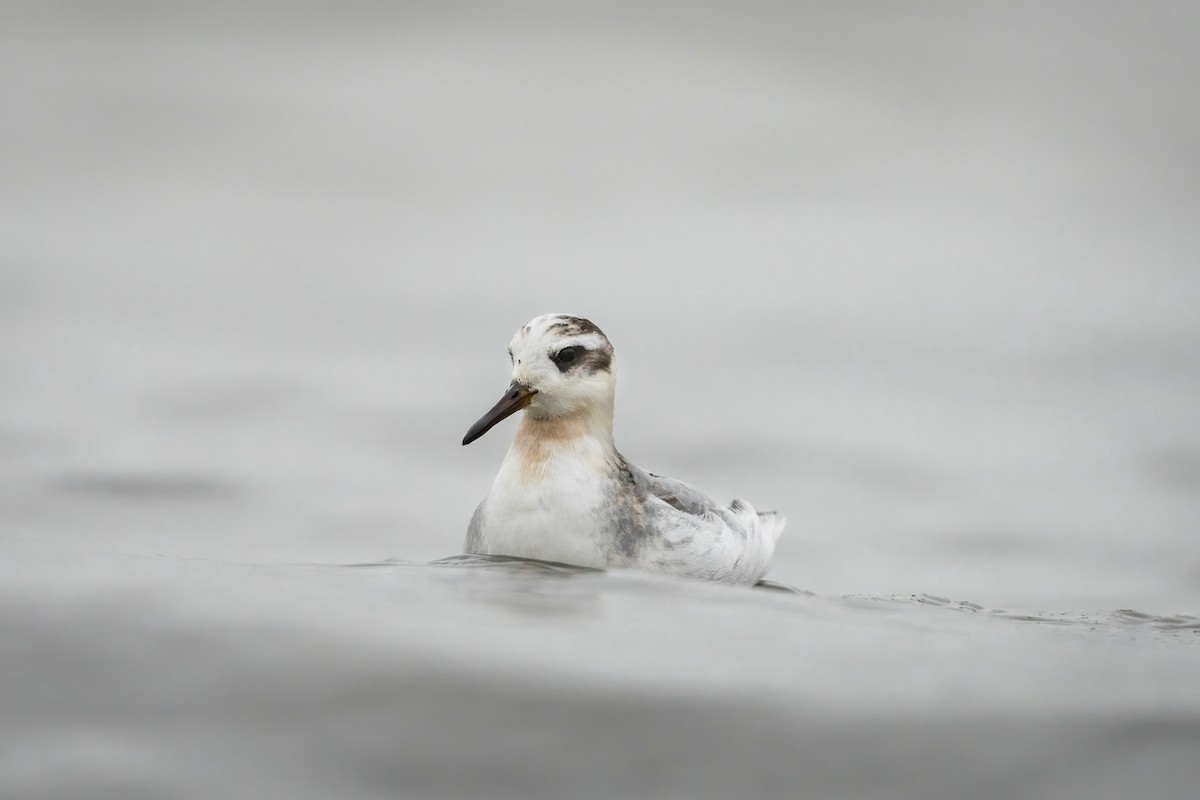 Red Phalarope - ML612773516