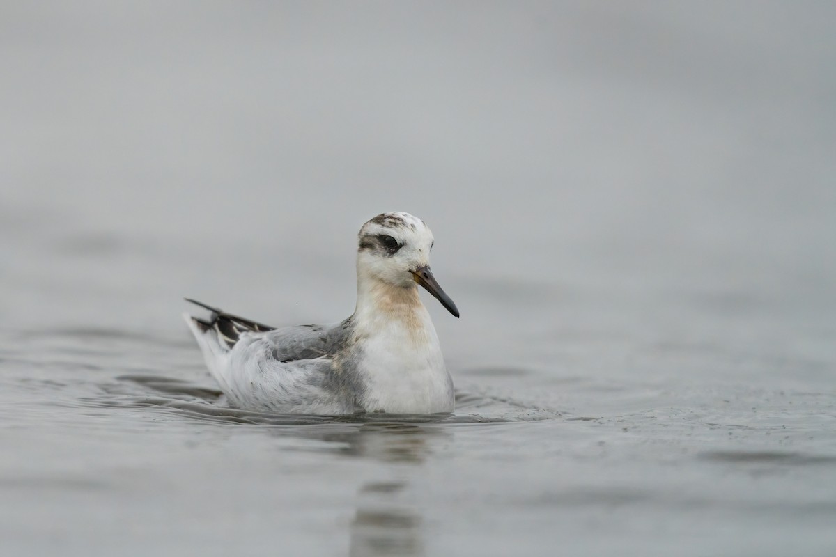 Red Phalarope - ML612773519