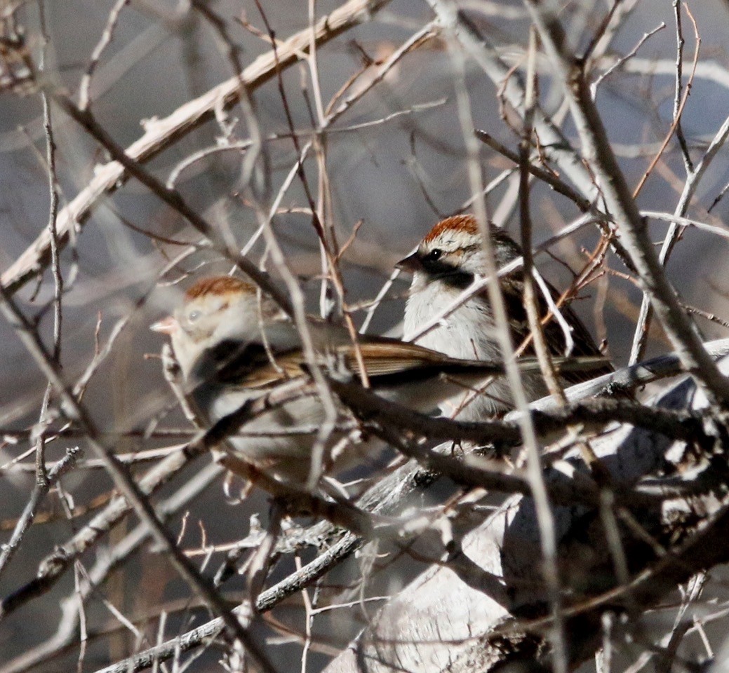 Chipping Sparrow - Russell Kokx