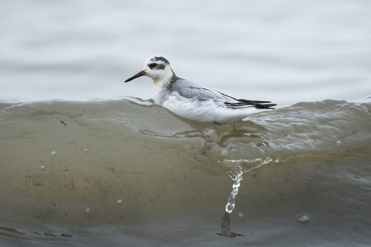 Red Phalarope - ML612773532