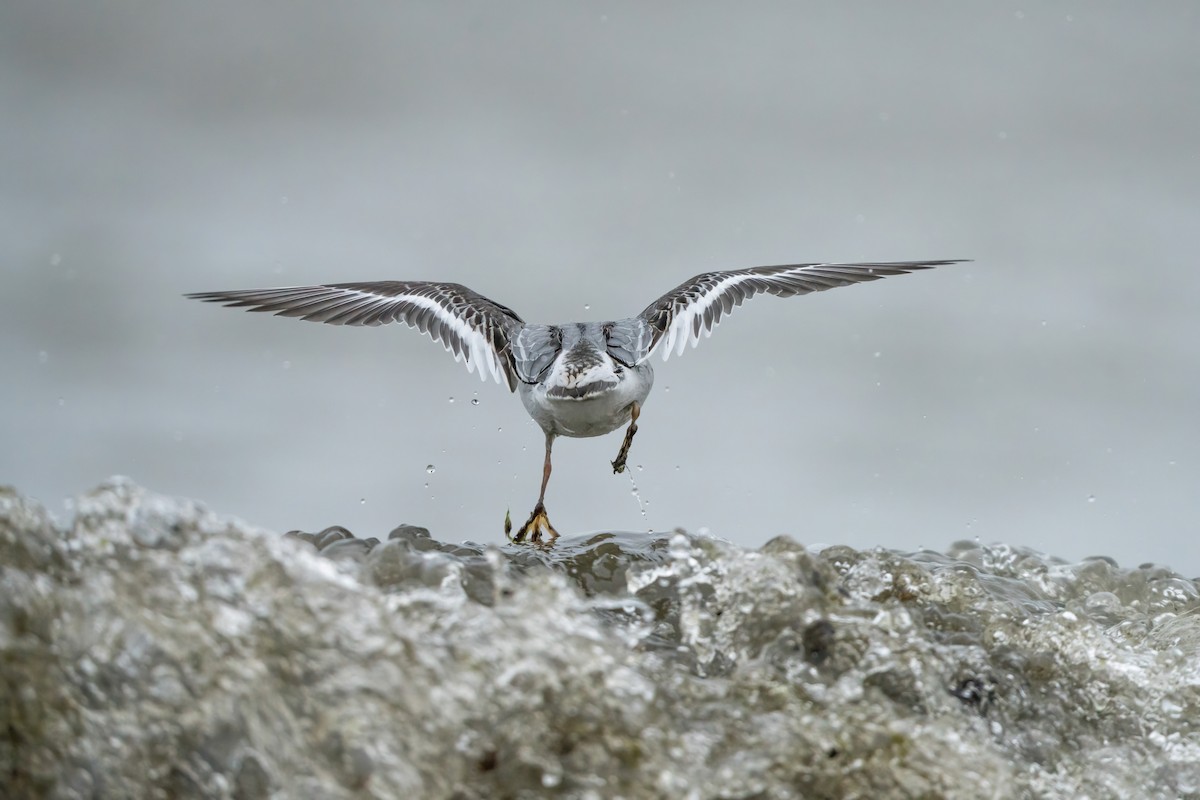 Red Phalarope - ML612773539