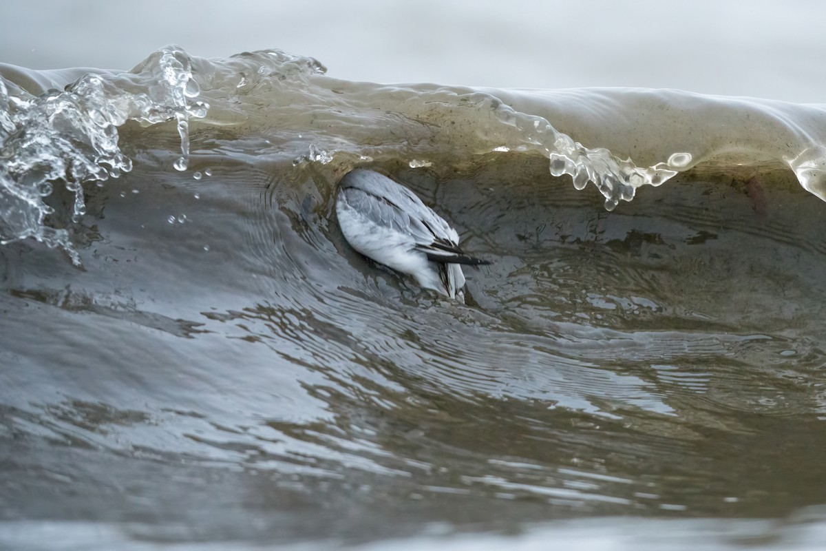 Red Phalarope - ML612773540
