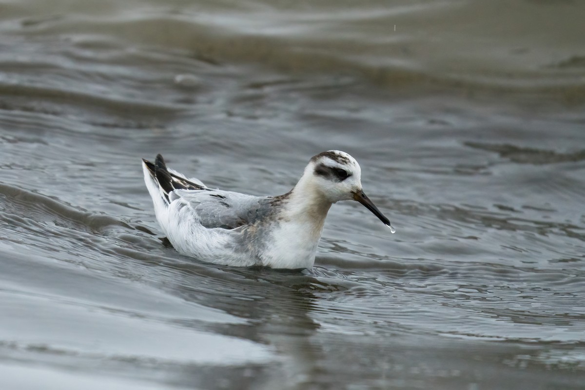 Red Phalarope - ML612773549