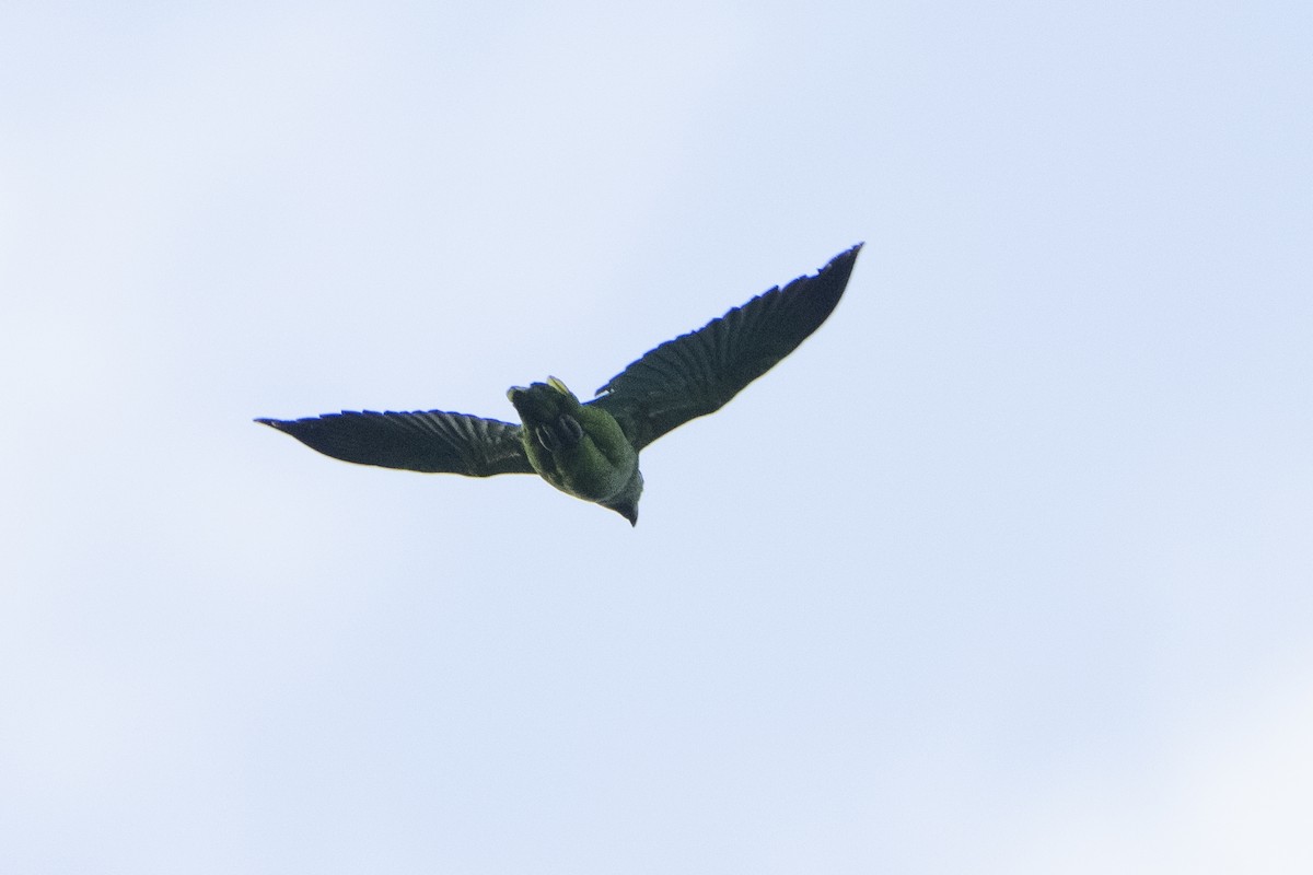 Psitácida (Cotorra/Aratinga) sp. - ML612773557