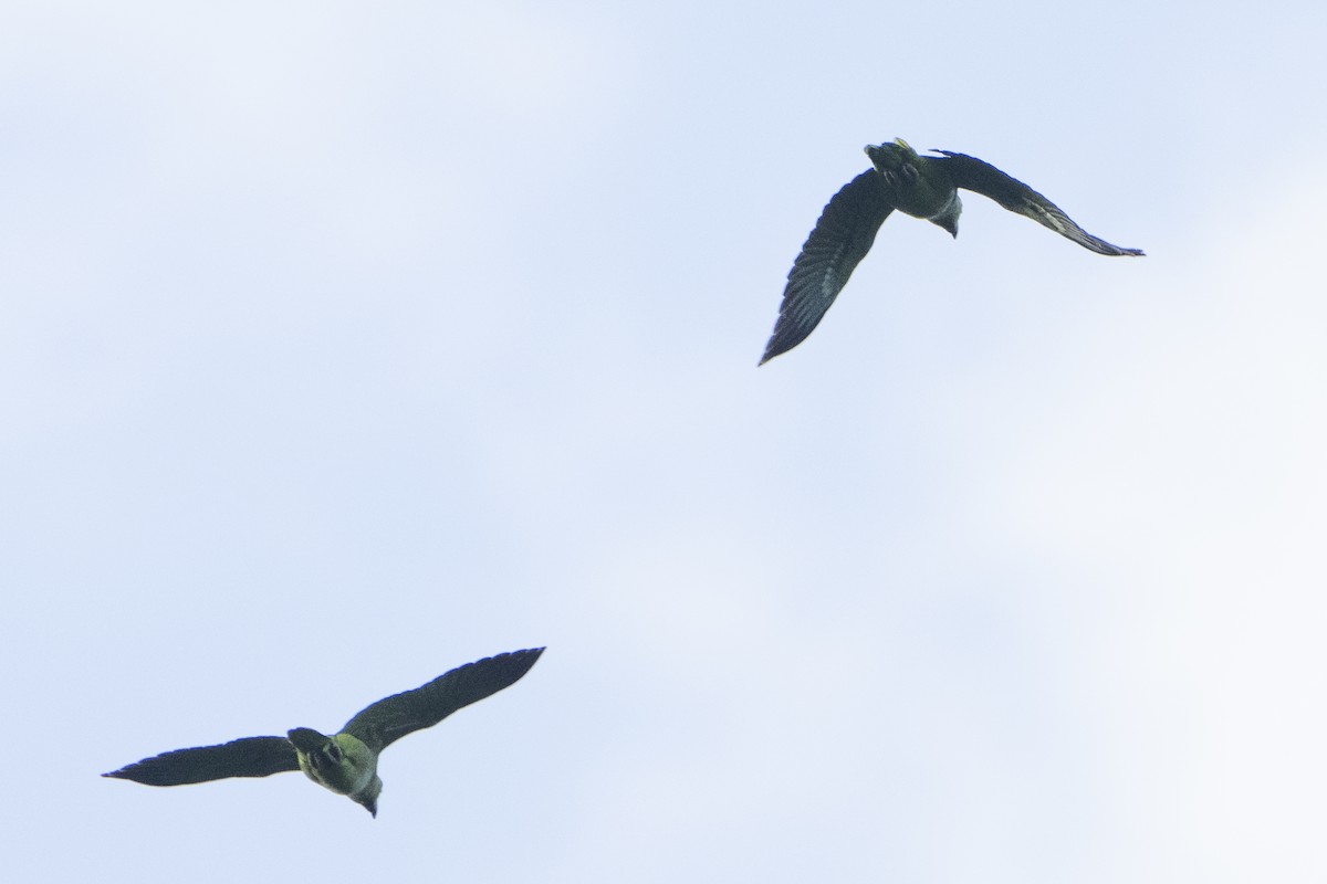 Psitácida (Cotorra/Aratinga) sp. - ML612773558