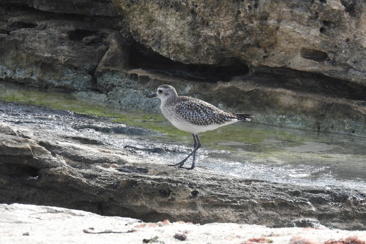 Black-bellied Plover - ML612773571