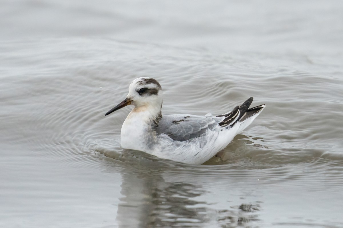 Red Phalarope - ML612773578
