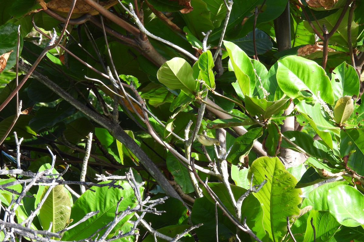 Mangrove Vireo - ML612773596