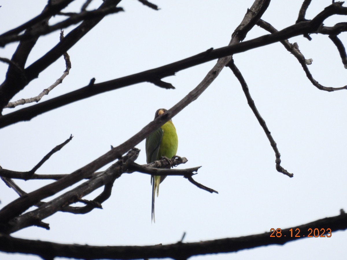 Plum-headed Parakeet - Navneet Muthiah S