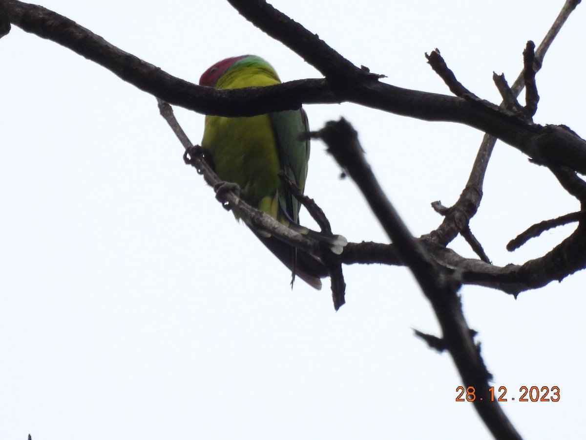 Plum-headed Parakeet - ML612773616