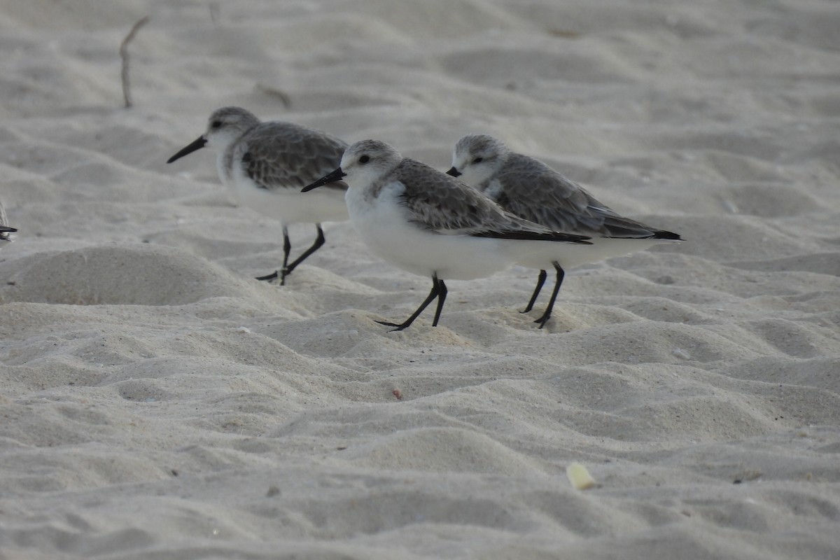 Sanderling - ML612773620