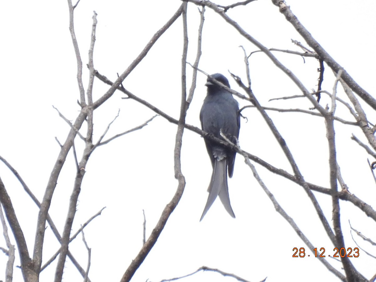 Graudrongo - ML612773635