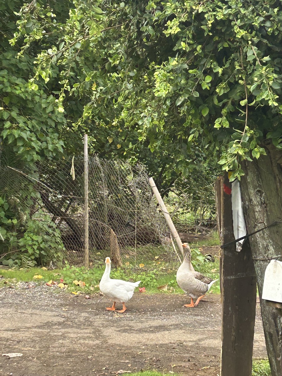 goose sp. - ML612773646