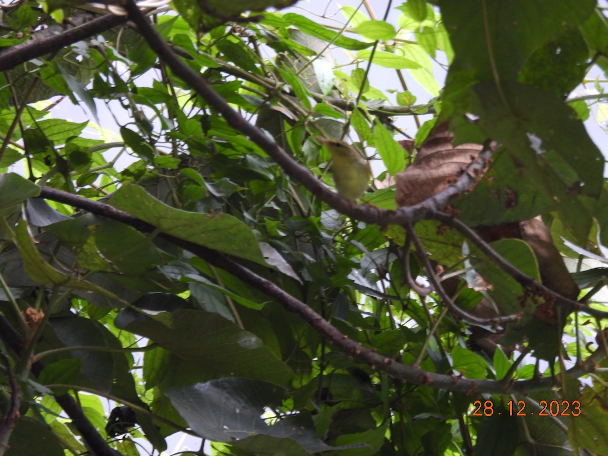 Passeriformes sp. (Old World warbler sp.) - ML612773650