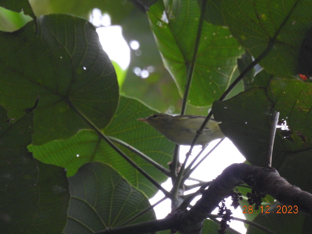 old world warbler sp. - ML612773651