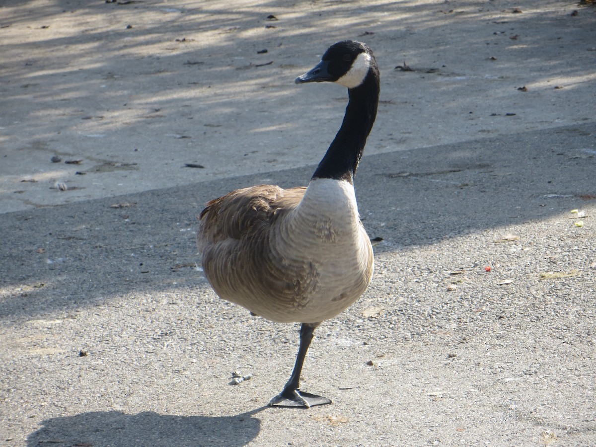 Canada Goose - ML612773659