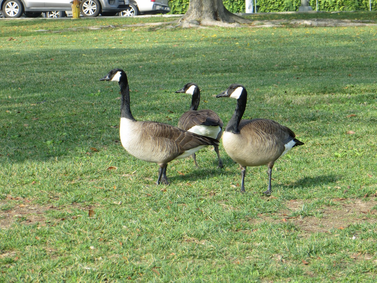 Canada Goose - ML612773662